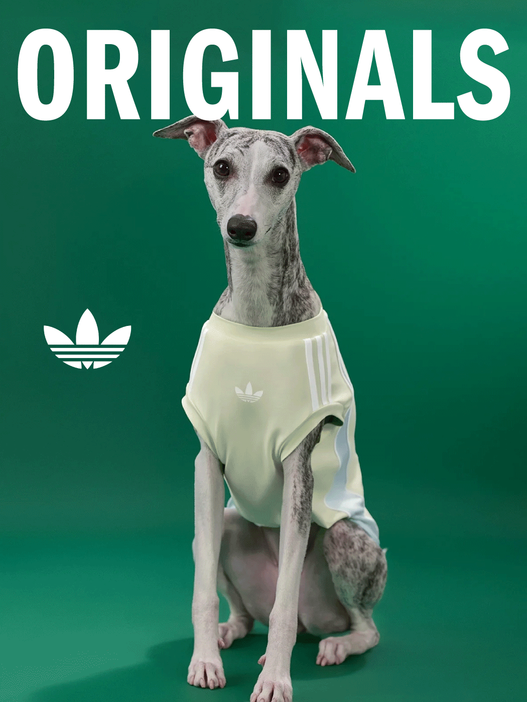 ORIGINALS PET COLLECTION